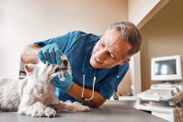  Crystal Lake, FL Emergency Dentist Pros